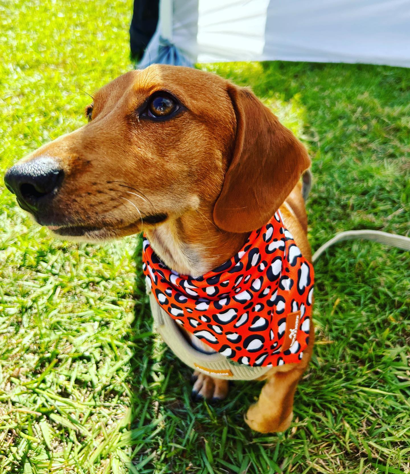 Cheetah Bandana