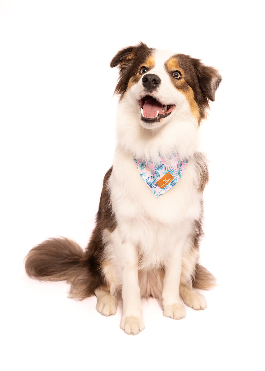 Palm Springs Bandana