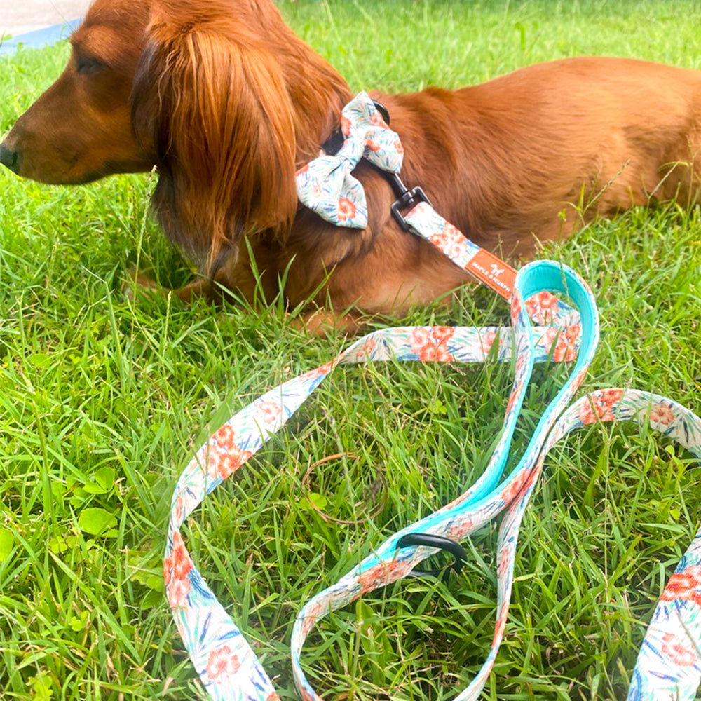 Hibiscus Heaven Leash