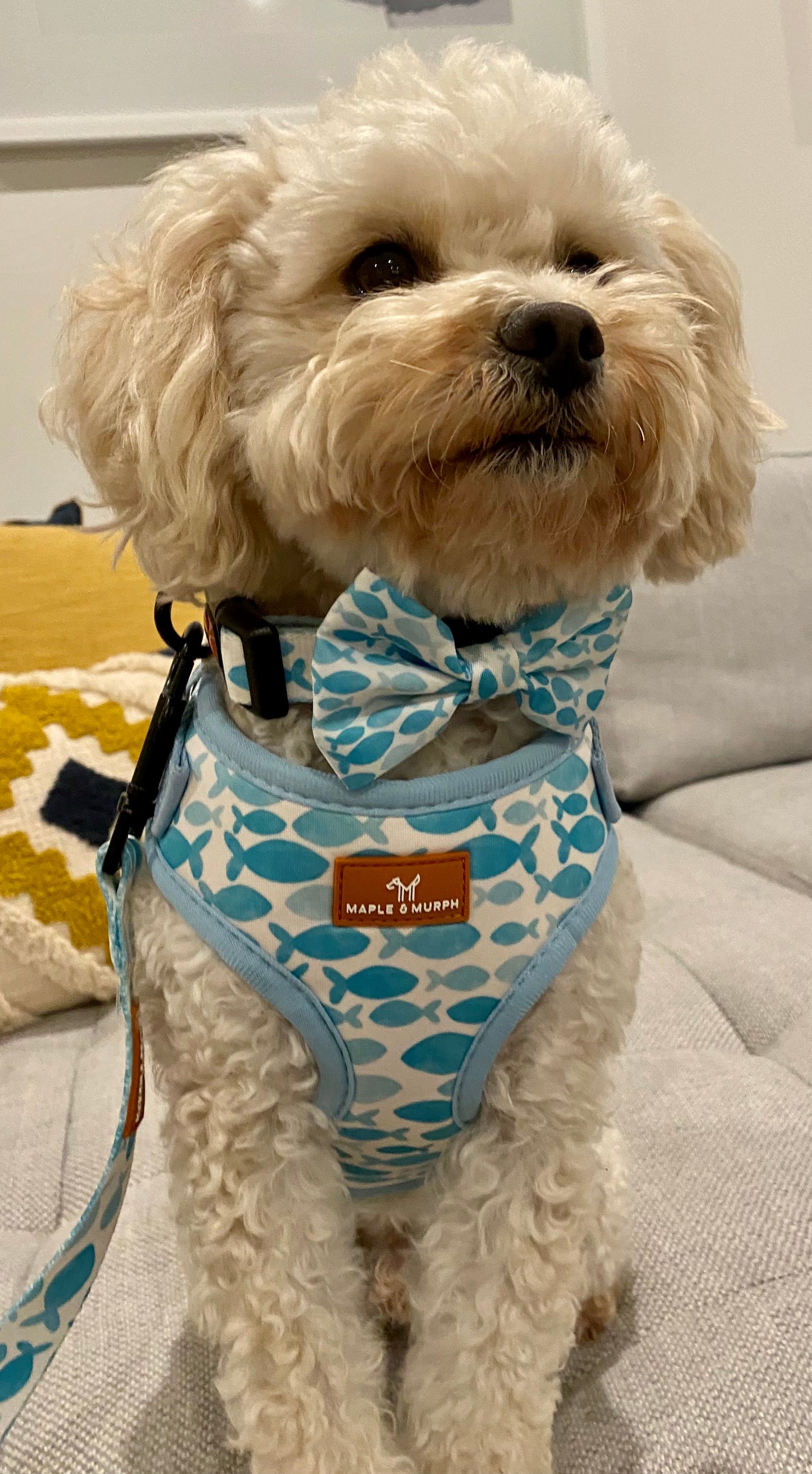 Ocean Blue Harness