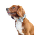 Coconut Craze Bow Tie
